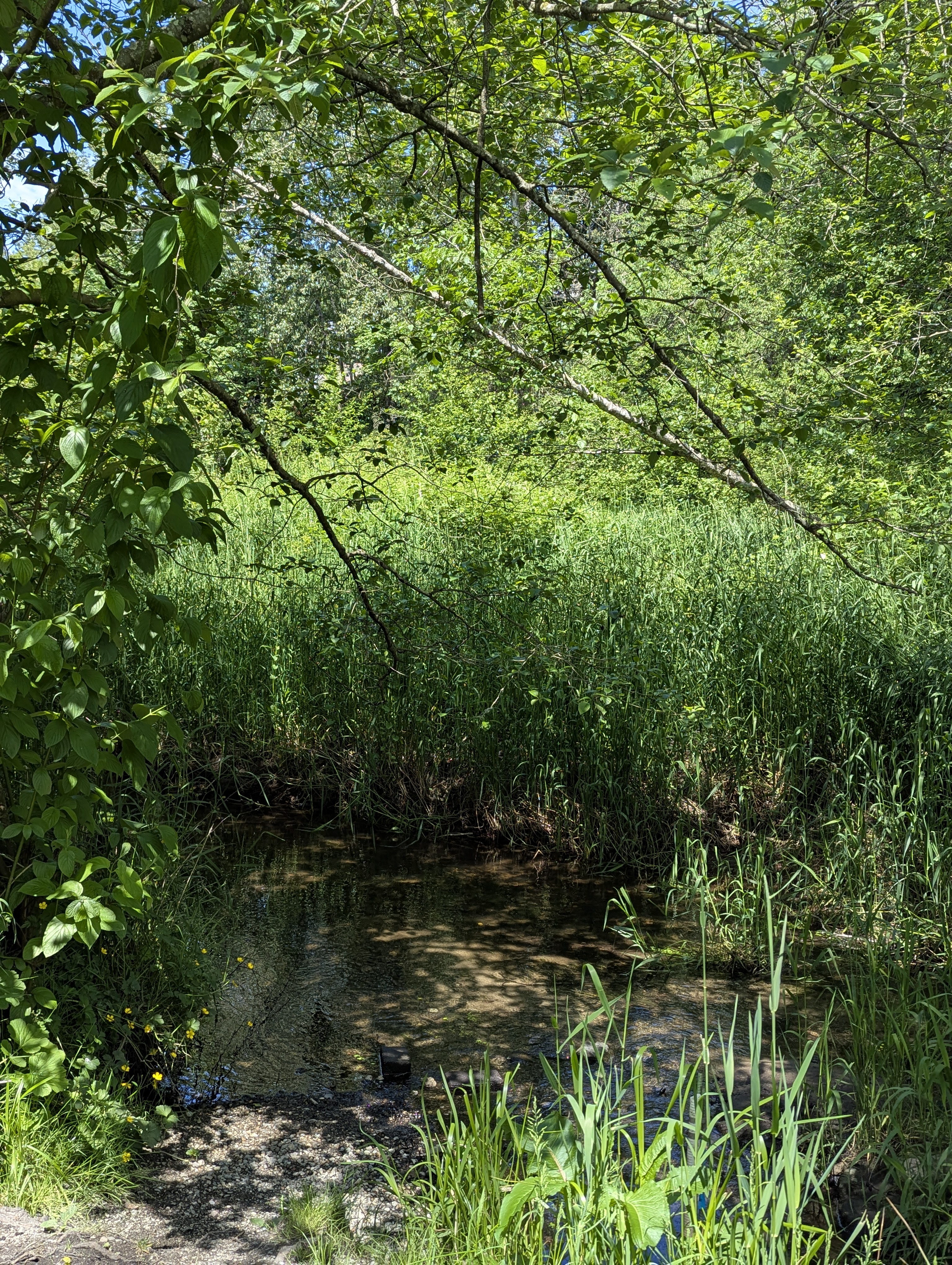 Birthday Trip to Canada, Delta, Burns Bog, Vancouver, British Columbia